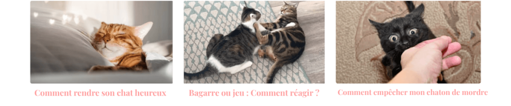 plein de conseils pour mieux comprendre son chat