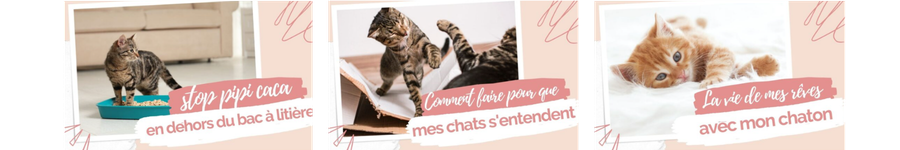 Retrouvez tous mes conseils de comportementaliste experte chat, dans mes formations en ligne, pour vous aider avec votre chat